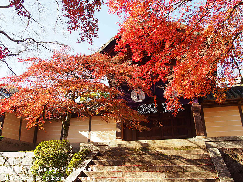 京都長岡光明寺賞楓23 京都長岡光明寺賞楓23