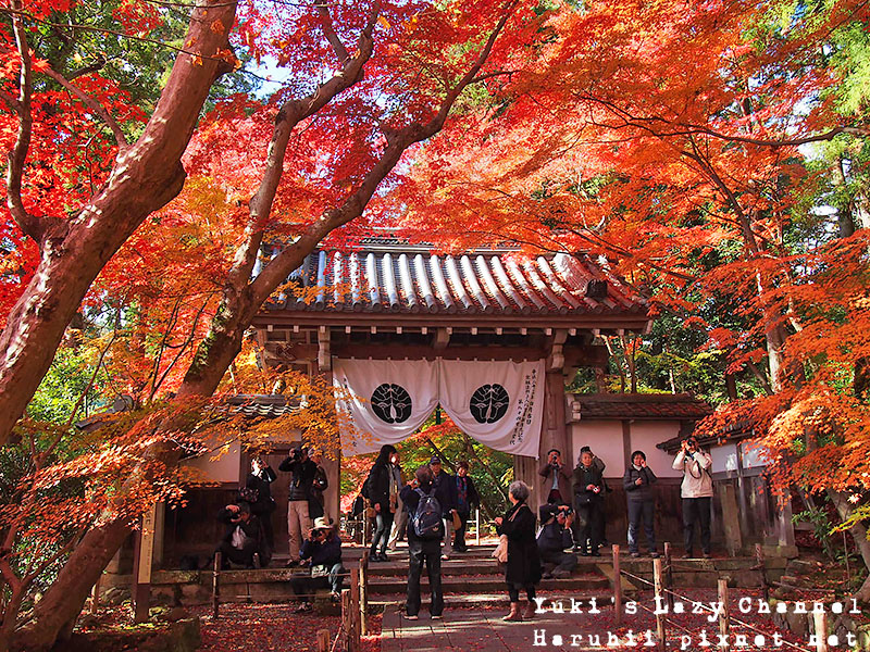 京都長岡光明寺賞楓38 京都長岡光明寺賞楓38