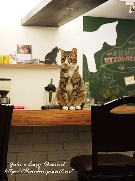 [台北東區貓咪餐廳] 猫ちゃんの友達 貓咪先生的朋友＊處處有貓咪的溫馨小店 @Yuki&#039;s Lazy Channel