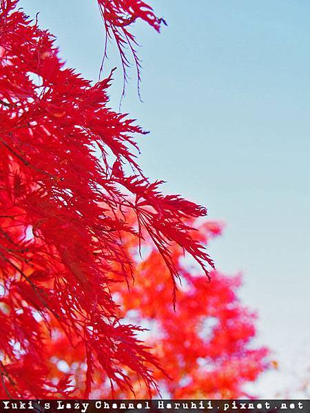 [京都] 紅葉的永觀堂＊如畫般的紅葉美景，賞楓必去名點 @Yuki&#039;s Lazy Channel