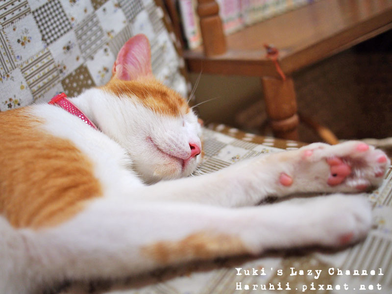 台北貓咪咖啡、貓咪餐廳精選十間推薦！來去找可愛貓店長 @Yuki&#039;s Lazy Channel
