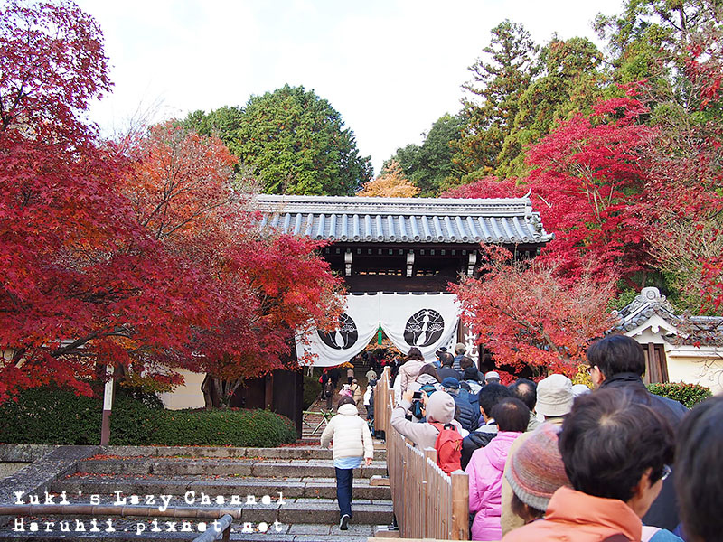 京都長岡光明寺賞楓1