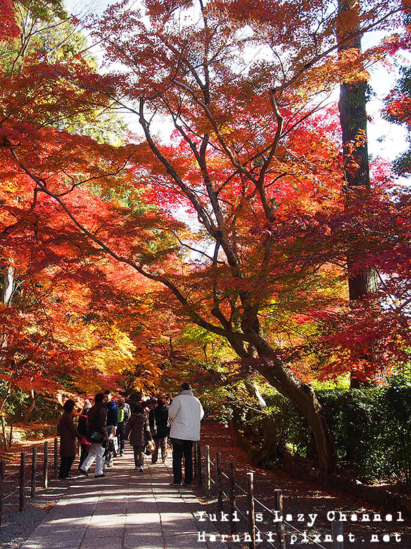 京都長岡光明寺賞楓25
