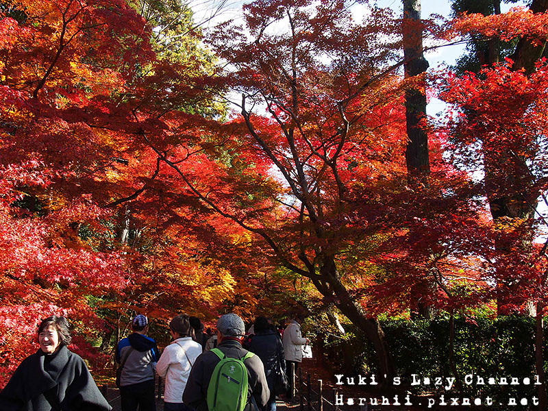 京都長岡光明寺賞楓26