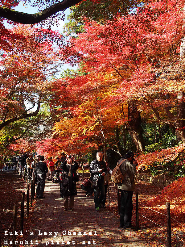 京都長岡光明寺賞楓29