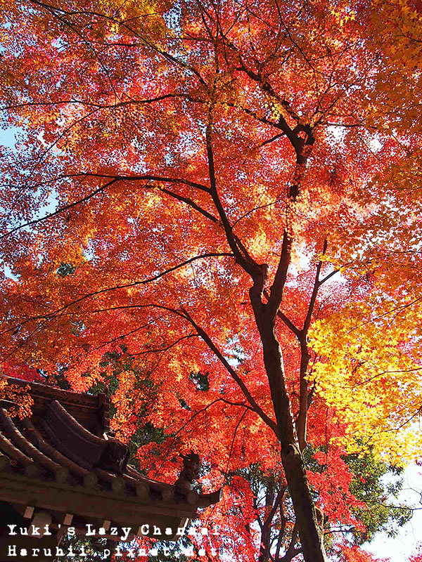 京都長岡光明寺賞楓32
