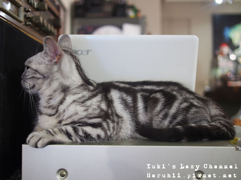 台北貓咪咖啡、貓咪餐廳精選十間推薦！來去找可愛貓店長 @Yuki&#039;s Lazy Channel