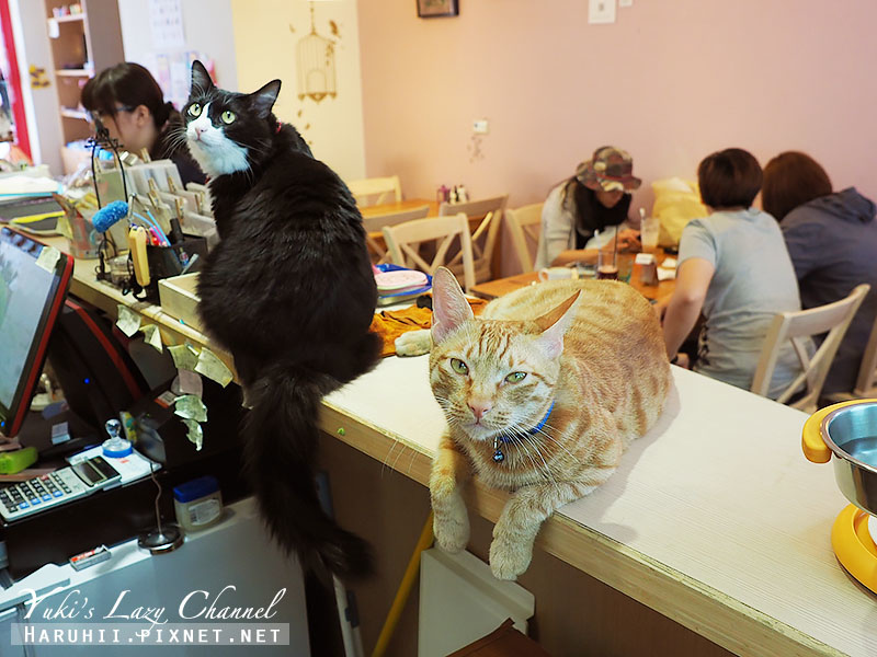 台中貓旅行咖啡11