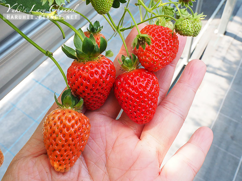 [四國德島] 大住いちご園：草莓控必去，來去日本採草莓！新鮮草莓現採吃到飽 @Yuki&#039;s Lazy Channel