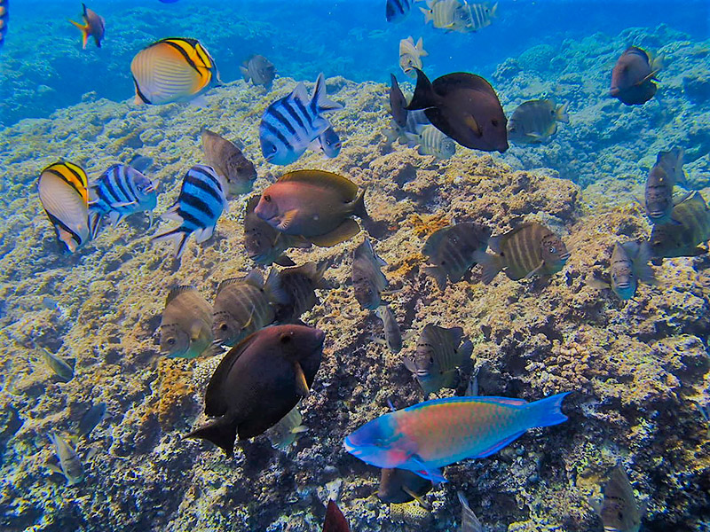 [沖繩潛水] NATURAL BLUE：青之洞窟(藍洞)潛水紀錄，專業潛水指導與免費照片，美好的青洞潛水體驗 @Yuki&#039;s Lazy Channel