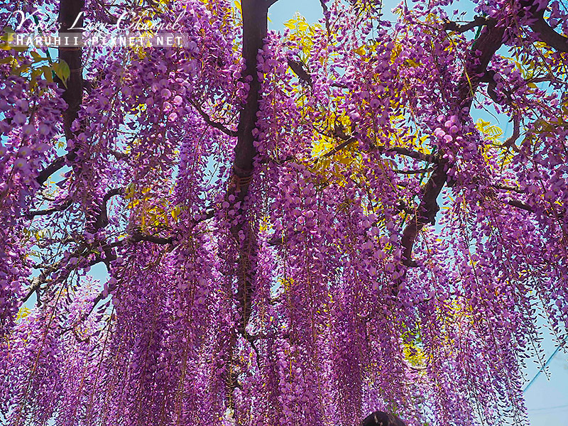 [京都] 鳥羽水環境保全中心：紫藤花開，季節限定的紫藤瀑布 @Yuki&#039;s Lazy Channel