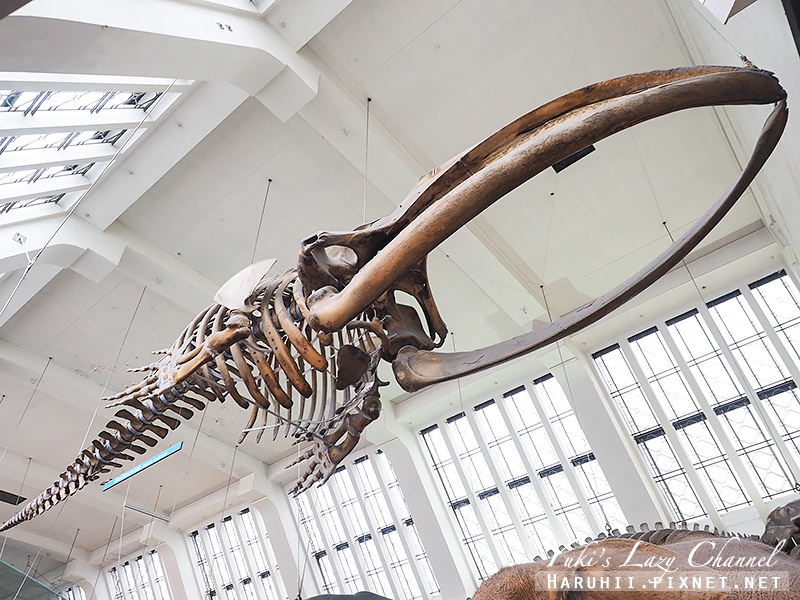 [倫敦] 自然史博物館Natural History Museum：來看壯觀恐龍，倫敦親子景點推薦，自然史博物館交通/開放時間整理 @Yuki&#039;s Lazy Channel