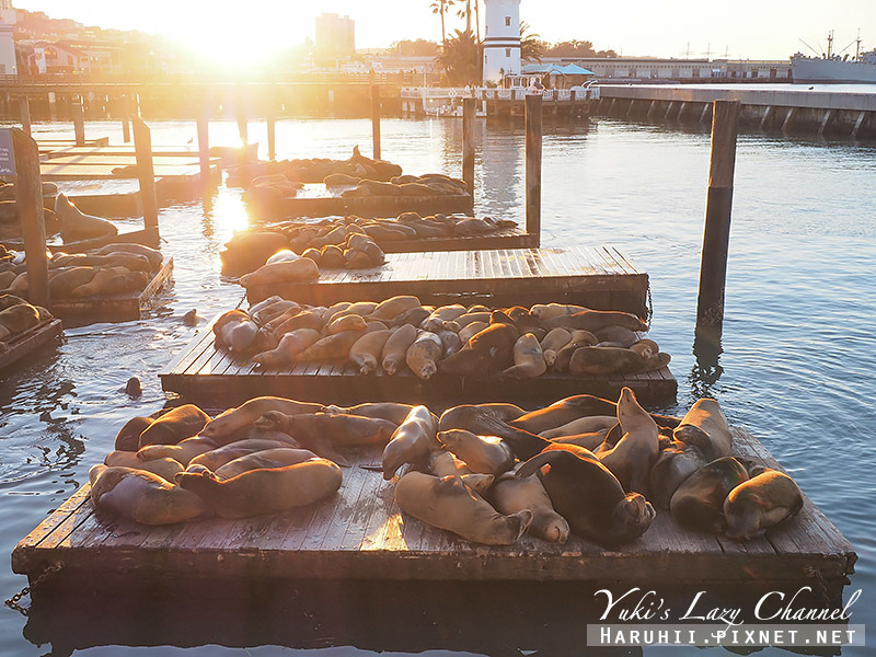 [舊金山] 漁人碼頭 Fisherman&#8217;s Wharf：Pier 39 39號碼頭看海獅，逛碼頭市集 @Yuki&#039;s Lazy Channel