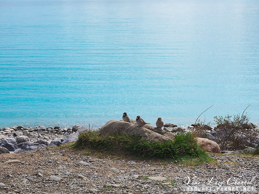 【紐西蘭南島】普卡基湖 Lake Pukaki，藍色牛奶湖畔野餐，必吃肥美鮭魚 @Yuki&#039;s Lazy Channel