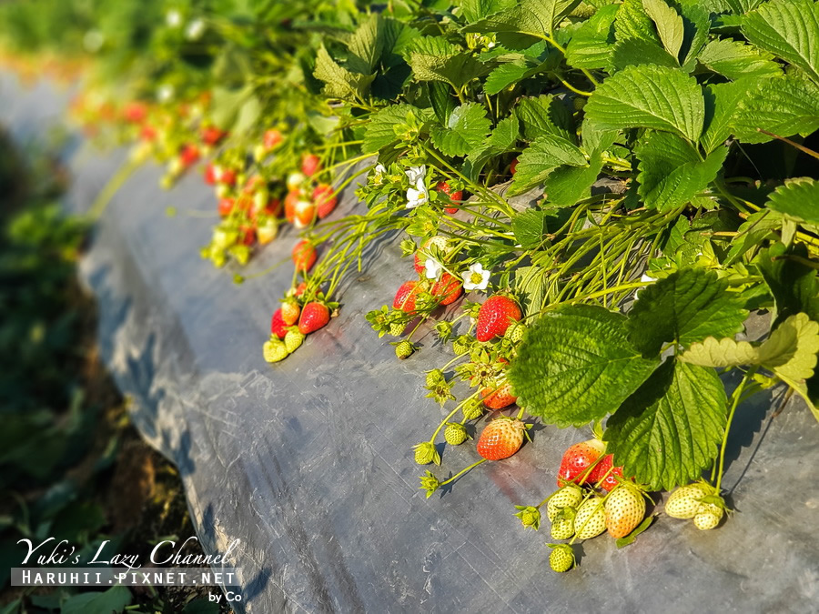 [苗栗大湖採草莓] 幸福莓滿草莓園：採草莓與俯瞰高山美景一次滿足，大湖草莓推薦，幸福莓滿草莓園交通/營業時間/採草莓價格整理(可可遊記) @Yuki&#039;s Lazy Channel