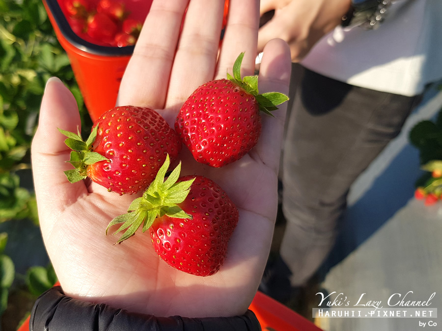 [苗栗大湖採草莓] 幸福莓滿草莓園：採草莓與俯瞰高山美景一次滿足，大湖草莓推薦，幸福莓滿草莓園交通/營業時間/採草莓價格整理(可可遊記) @Yuki&#039;s Lazy Channel