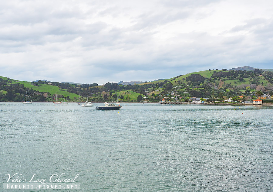 【紐西蘭南島】阿卡羅阿 Akaroa，必吃炸魚薯條，與海豚共遊、看羊駝的法國小鎮 @Yuki&#039;s Lazy Channel
