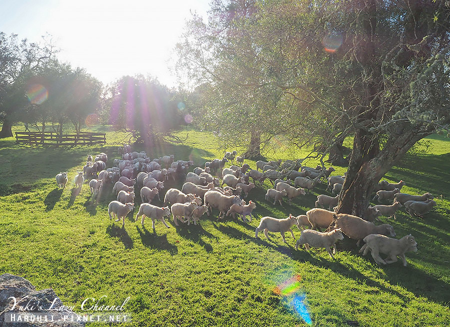 【奧克蘭】獨樹山 One Tree Hill，奧克蘭市郊看療癒綿羊免費好去處 @Yuki&#039;s Lazy Channel