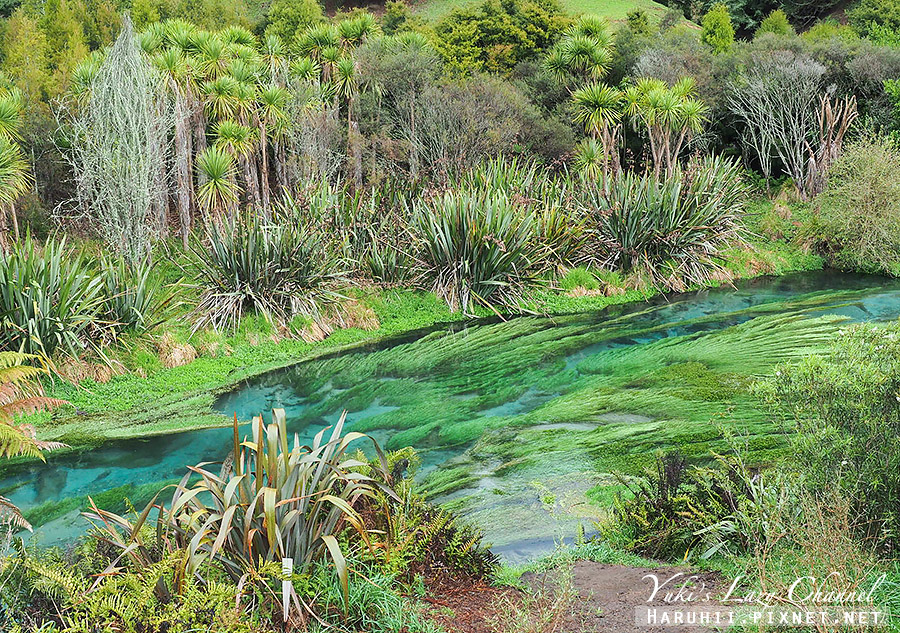 【紐西蘭北島】藍泉Blue Spring，神秘透藍溪流，彷彿印象派畫作的夢幻景點 @Yuki&#039;s Lazy Channel