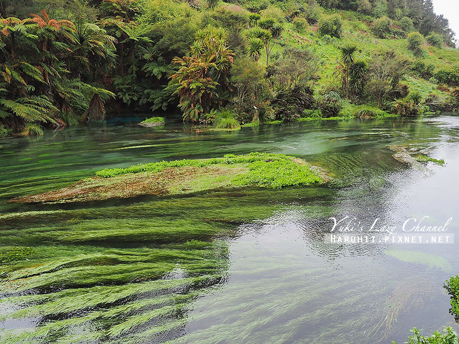 【紐西蘭北島】藍泉Blue Spring，神秘透藍溪流，彷彿印象派畫作的夢幻景點 @Yuki&#039;s Lazy Channel