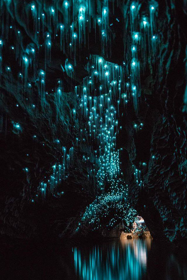 【紐西蘭北島】懷托摩螢火蟲洞 Waitomo Glowworm Caves，門票/交通/開放時間整理，夢幻星空下宇宙漂流 @Yuki&#039;s Lazy Channel