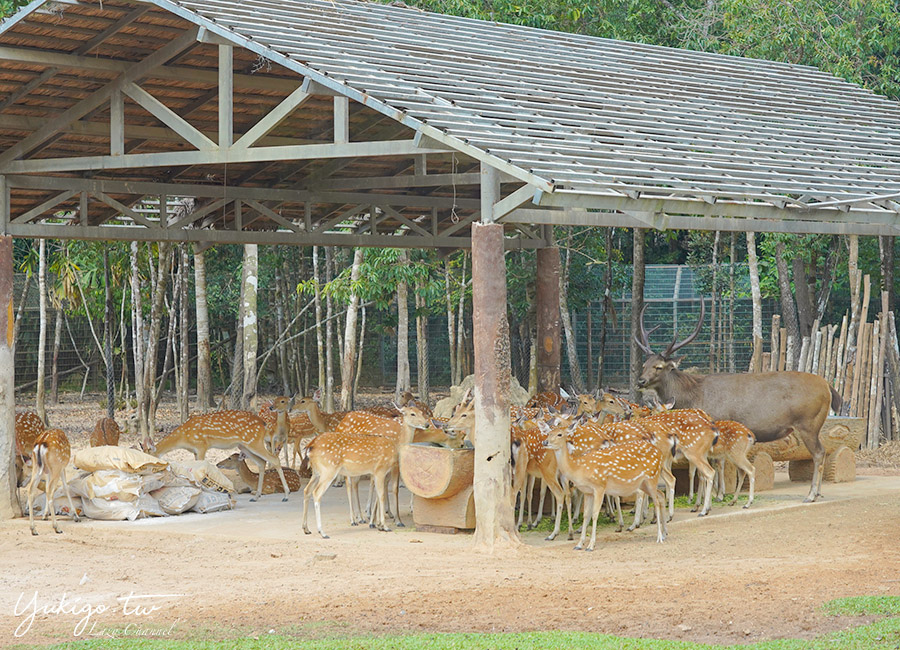 【越南富國島】珍珠野生動物園 Vinpearl Safari Phu Quoc攻略：近距離餵長頸鹿、狐猴，搭猛獸遊園車，富國島親子景點 @Yuki&#039;s Lazy Channel