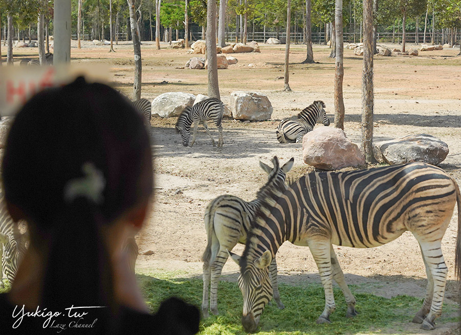 【越南富國島】珍珠野生動物園 Vinpearl Safari Phu Quoc攻略：近距離餵長頸鹿、狐猴，搭猛獸遊園車，富國島親子景點 @Yuki&#039;s Lazy Channel