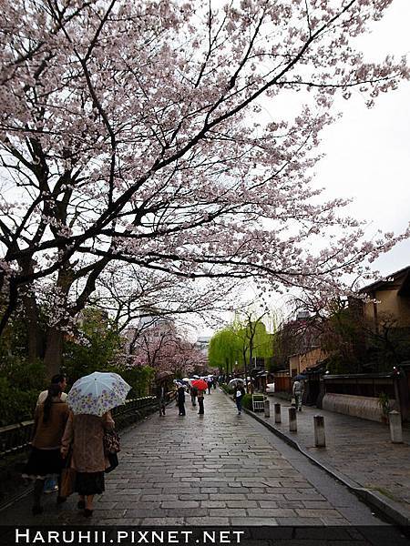 [京都] 祇園一帶的櫻花散步 円山公園、白川與木屋町通 @Yuki&#039;s Lazy Channel
