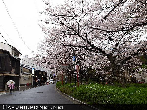 [京都] 祇園一帶的櫻花散步 円山公園、白川與木屋町通 @Yuki&#039;s Lazy Channel